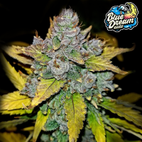 FastBuds - Blue Dream Auto