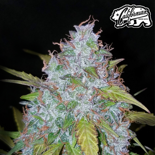 FastBuds - Californian Snow Auto