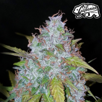 FastBuds - Californian Snow Auto