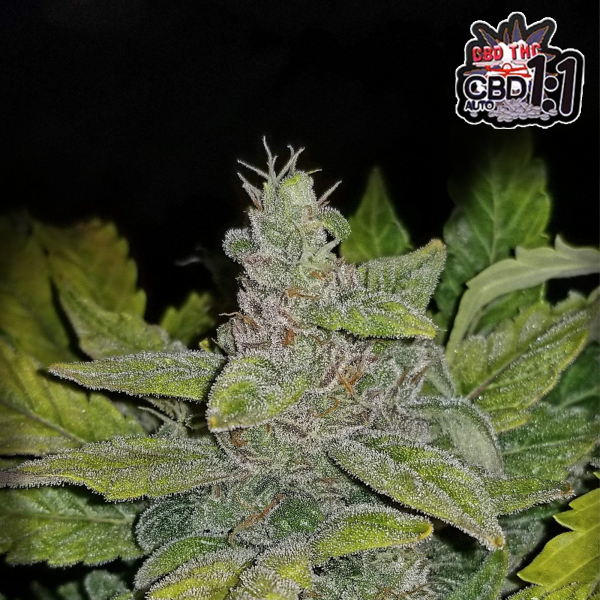 Fastbuds - CBD Auto 1:1 / CBD Crack