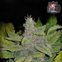 Fastbuds - CBD Auto 1:1 / CBD Crack