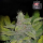 Fastbuds - CBD Auto 1:1 / CBD Crack