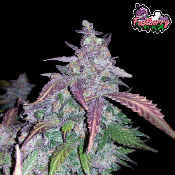FastBuds - Fastberry Auto