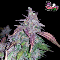FastBuds - Fastberry Auto