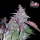 FastBuds - Fastberry Auto