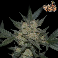 FastBuds - Girl Scout Cookies Auto