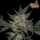FastBuds - Girl Scout Cookies Auto