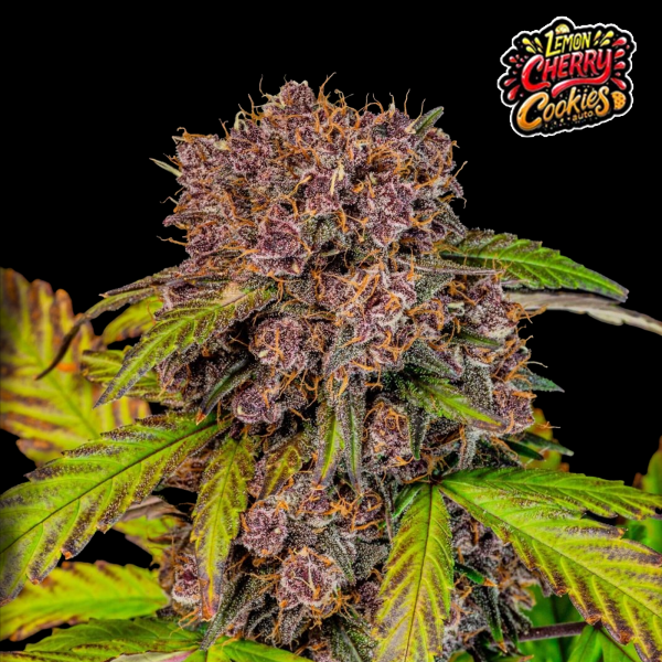 FastBuds - Lemon Cherry Cookies Auto