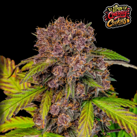 FastBuds - Lemon Cherry Cookies Auto