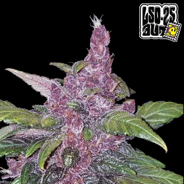 FastBuds - LSD-25 Auto