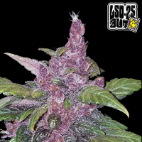 FastBuds - LSD-25 Auto
