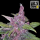 FastBuds - LSD-25 Auto