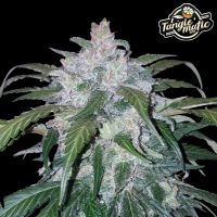 FastBuds - Tangie Auto