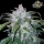 FastBuds - Tangie Auto