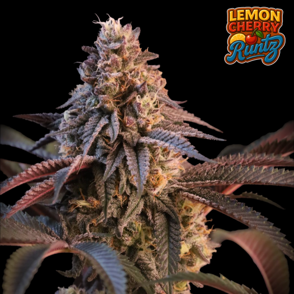 FastBuds - Lemon Cherry Runtz