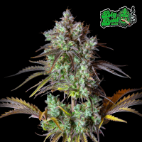 FastBuds - Orginal Big Bud Auto