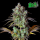 FastBuds - Orginal Big Bud Auto
