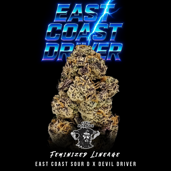 Tiki Madman - East Coast Driver - Feminisiert - 6 Seeds