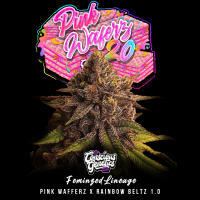Conscious Genetics - Pink Waferz 2.0 - Feminisiert - 7 Seeds