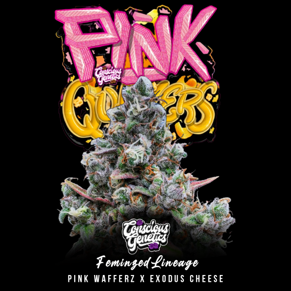 Conscious Genetics - Pink Quaverz - Feminisiert - 7 Seeds