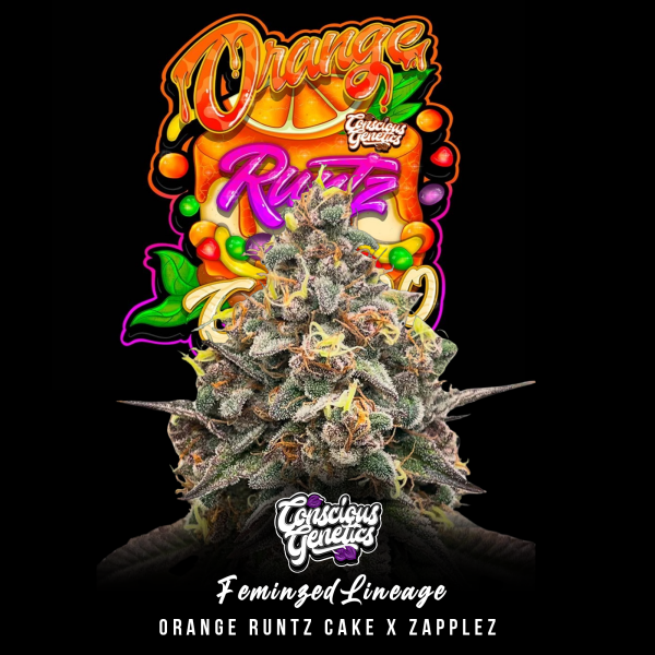 Conscious Genetics - Orange Runtz Cake 2.0 - Feminisiert - 7 Seeds
