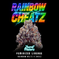 Zecret Flavorz - Rainbow Cheatz - Feminisiert - 3 Seeds