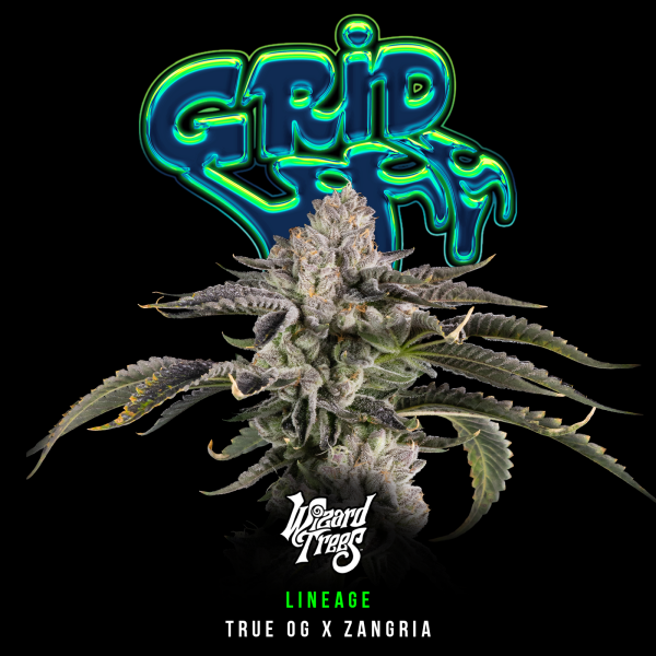 Gridlock Cannabis Samen (Femi) | Wizard Trees | True OG