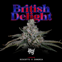 Wizard Trees - British Delight (Biscotti x Zangria)