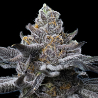 Barney’s Farm - LFG