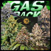 Barney’s Farm - Gas Pack – 5er
