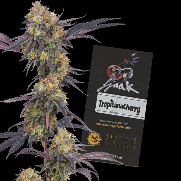 Barney’s Farm - Tropicana Cherry