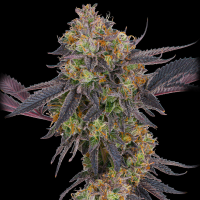 Barney’s Farm - Tropicana Cherry