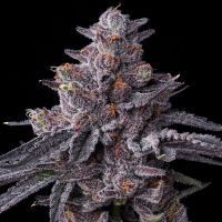 Barney’s Farm - Zillions