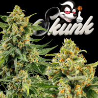 Barney’s Farm - Skunk#1