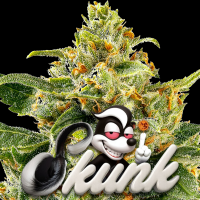 Barney’s Farm - Skunk#1