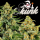 Barney’s Farm - Skunk#1