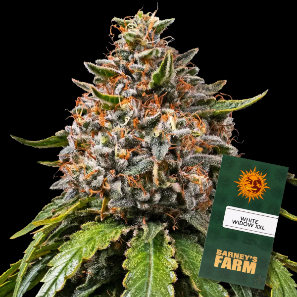Barneys Farm - White Widow XXL - 5x Cannabis Samen