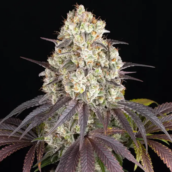 Barney’s Farm - Gary Payton