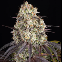 Barney’s Farm - Gary Payton