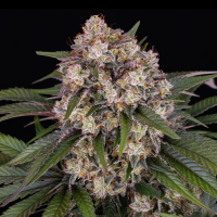 Barney’s Farm - OG Kush Auto