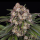 Barney’s Farm - OG Kush Auto