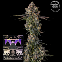 Compound Genetics - Zhampagne – feminisierte Samen...