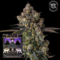 Compound Genetics - Zhampagne – feminisierte Samen...