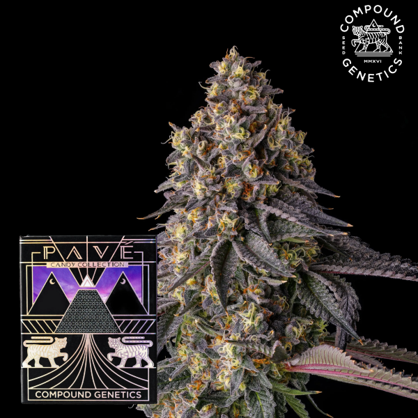 Compound Genetics - Kumamotoz – feminisierte Cannabis Samen (3 Stück)