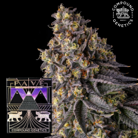 Compound Genetics - Kumamotoz – feminisierte...