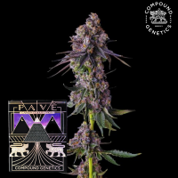 Compound Genetics Rainbow Guavé –...