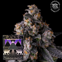 Compound Genetics Rainbow Guavé –...