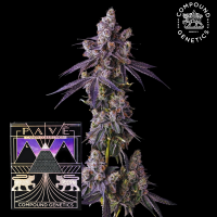 Compound Genetics Mora Azul – feminisierte Cannabis...