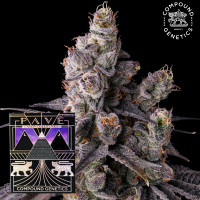 Compound Genetics Mora Azul – feminisierte Cannabis...