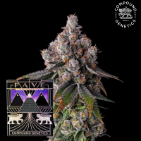 Compound Genetics - 90 Proof – feminisierte...